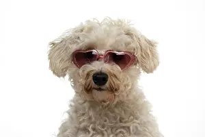 Sunglasses: DOG. Schnoodle, (Schnauzer X Poodle ) wearing su
