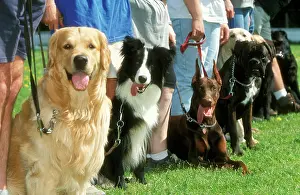 Obedience: DOG SCHOOL - training class, line of breeds, panting