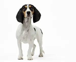 Schweizer: Dog Schweizer Laufhund / Swiss Hound