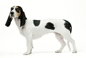 Schweizer: Dog Schweizer Laufhund / Swiss Hound