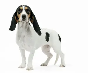 Schweizer: Dog Schweizer Laufhund / Swiss Hound