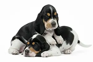Schweizer: Dog Schweizer Laufhund / Swiss Hound