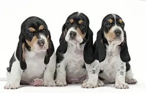 Schweizer: Dog Schweizer Laufhund / Swiss Hound