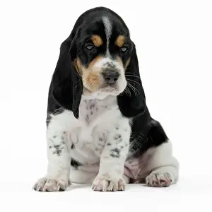 Schweizer: Dog Schweizer Laufhund / Swiss Hound
