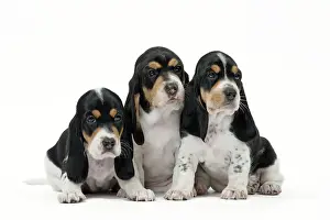 Schweizer: Dog Schweizer Laufhund / Swiss Hound