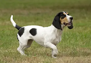 Schweizer: Dog Schweizer Laufhund / Swiss Hound