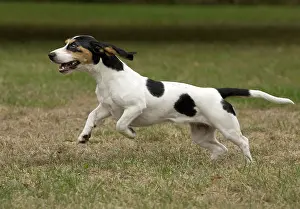 Schweizer: Dog Schweizer Laufhund / Swiss Hound