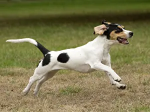 Schweizer: Dog Schweizer Laufhund / Swiss Hound