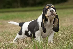 Schweizer: Dog Schweizer Laufhund / Swiss Hound