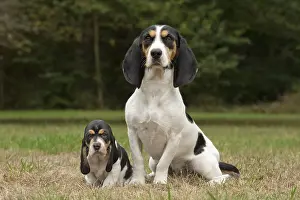 Schweizer: Dog Schweizer Laufhund / Swiss Hound
