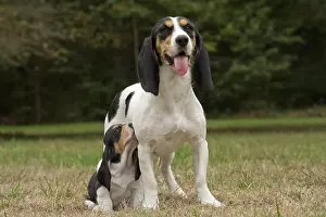 Schweizer: Dog Schweizer Laufhund / Swiss Hound