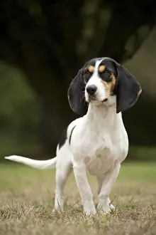 Schweizer: Dog Schweizer Laufhund / Swiss Hound