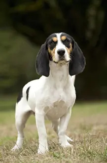 Schweizer: Dog Schweizer Laufhund / Swiss Hound