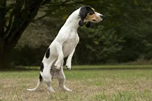 Schweizer: Dog Schweizer Laufhund / Swiss Hound
