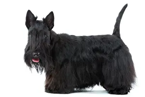 Aberdeen: Dog - Scottish / Aberdeen Terrier