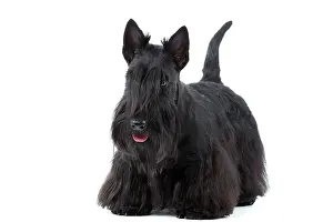 Aberdeen: Dog - Scottish / Aberdeen Terrier