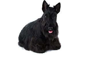 Aberdeen: Dog - Scottish / Aberdeen Terrier