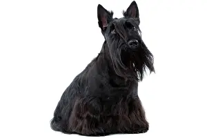 Aberdeen: Dog - Scottish / Aberdeen Terrier