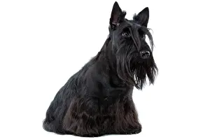 Aberdeen: Dog - Scottish / Aberdeen Terrier