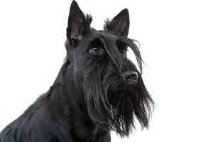 Beards: Dog - Scottish / Aberdeen Terrier