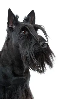 Beards: Dog - Scottish / Aberdeen Terrier