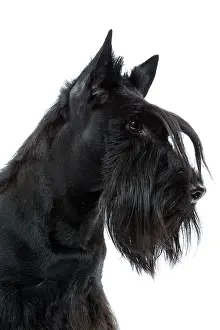Beards: Dog - Scottish / Aberdeen Terrier