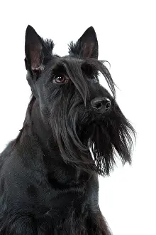 Beards: Dog - Scottish / Aberdeen Terrier