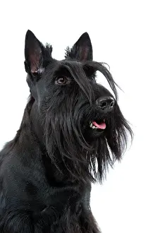 Beards: Dog - Scottish / Aberdeen Terrier
