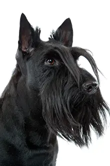 Beards: Dog - Scottish / Aberdeen Terrier
