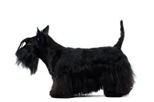 Aberdeen: Dog - Scottish / Aberdeen Terrier