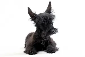 Scruffy: Dog Scottish / Aberdeen Terrier