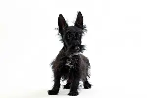 Scruffy: Dog Scottish / Aberdeen Terrier