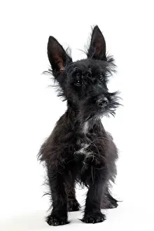 Scruffy: Dog Scottish / Aberdeen Terrier