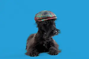 100817: Dog - Scottish / Aberdeen Terrier wearing tartan