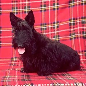 Tartan: DOG - Scottish Terrier - on Tartan Background