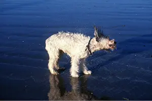 Drying: DOG - SHAKES ITSELF ON BEACH