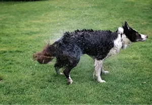 Shaking: DOG - Shaking itself