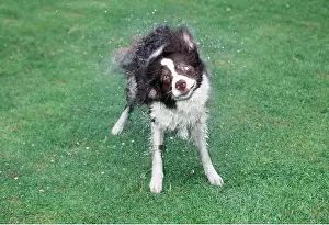 Shaking: DOG - shaking water out of coat in garden