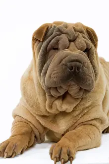 Utlity: Dog - Shar Pei