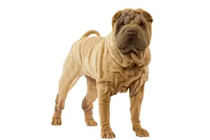 Utlity: Dog - Shar Pei