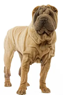 Utlity: Dog - Shar Pei