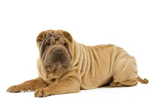 Utlity: Dog - Shar Pei