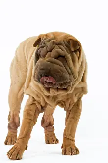 Utlity: Dog - Shar Pei