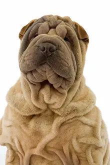 Utlity: Dog - Shar Pei