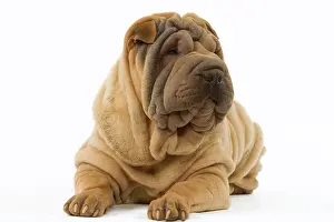 Utlity: Dog - Shar Pei