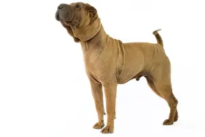 Utlity: Dog - Shar Pei
