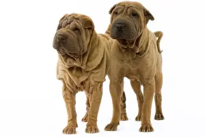 Utlity: Dog - Shar Pei