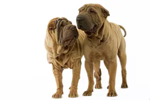 Utlity: Dog - Shar Pei