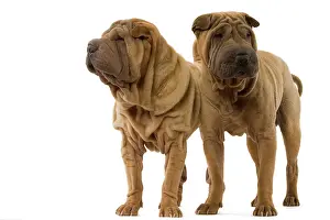 Utlity: Dog - Shar Pei