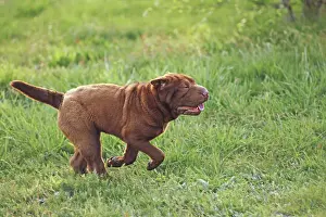 Peis: Dog - Shar Pei